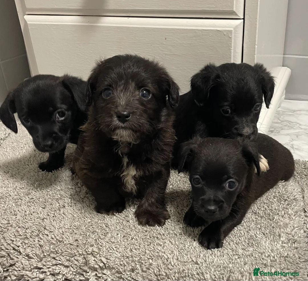 Jackapoo dogs for sale: Miniature jackapoo puppies with pedigree papers  - Advert 4