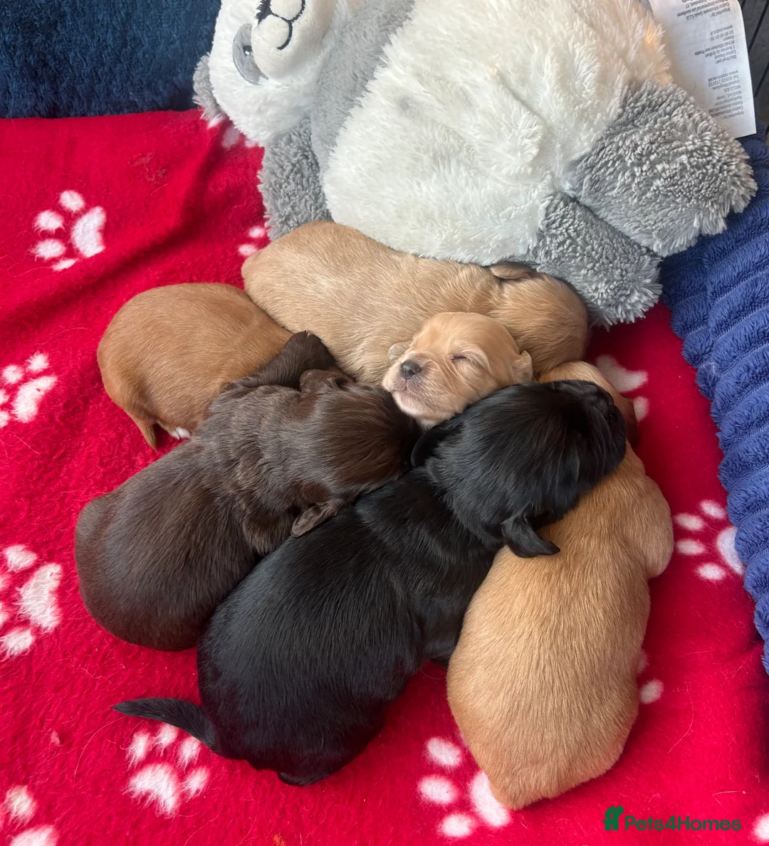 Cocker Spaniel dogs for sale:  Ready now!1 Boy left! KC Working Cocker Spaniels  - Advert 7