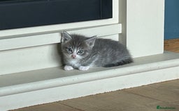 Ragcoon cats for sale: Beautiful Ragcoon Kittens - Image 4