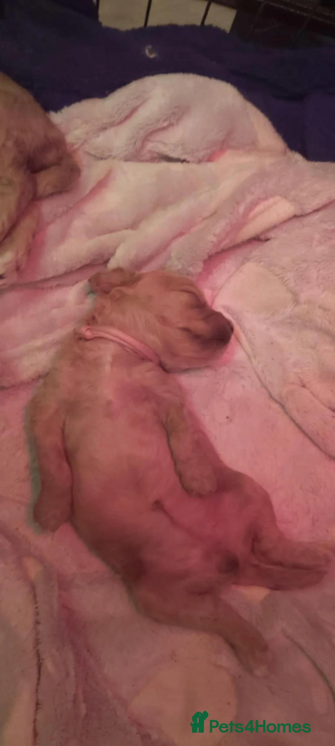 Cavapoo dogs for sale: Cavapoo pups  - Advert 2