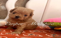 Maltipoo dogs for sale: Tiny Emper-Maltipoo Puppies – Asian teddy dad! - Image 10