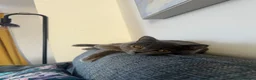 British Shorthair cats for sale: ZEUS British shorthair x Russian blue  - Advert 4