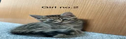 Mixed Breed cats for sale: Beautiful kittens 2 boys 3 girls available  in Wakefield - Advert 4