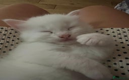 Turkish Angora cats for sale: Beautiful Turkish Angora Kittens - Image 16