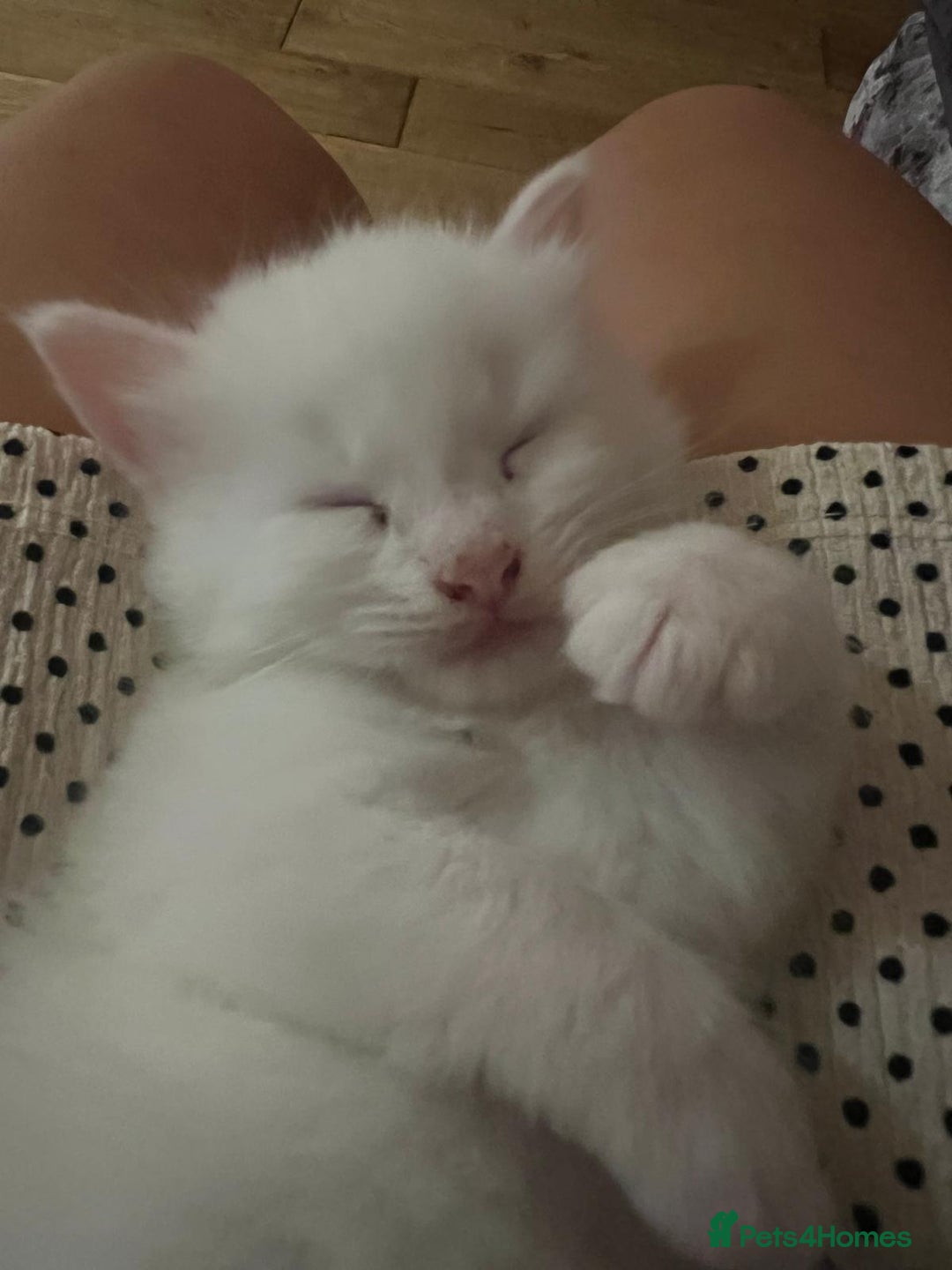 Turkish Angora cats for sale: Beautiful Turkish Angora Kittens - Image 16
