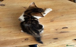 Bengal cats for sale: Mixed Bengal x Tabby - Image 4