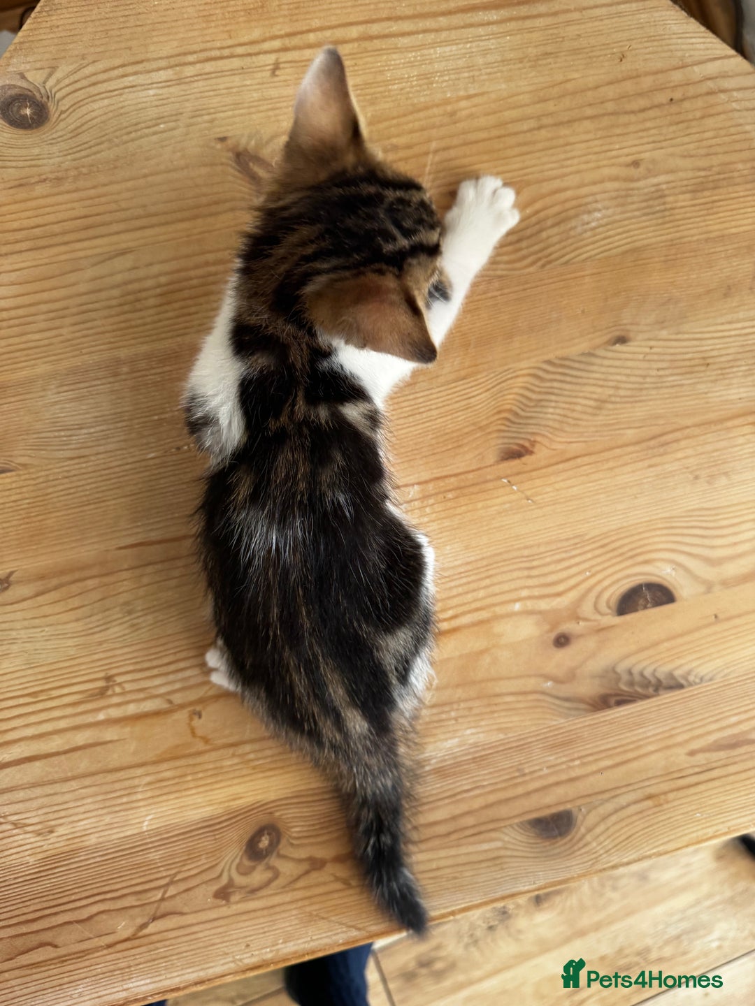Bengal cats for sale: Mixed Bengal x Tabby - Image 4