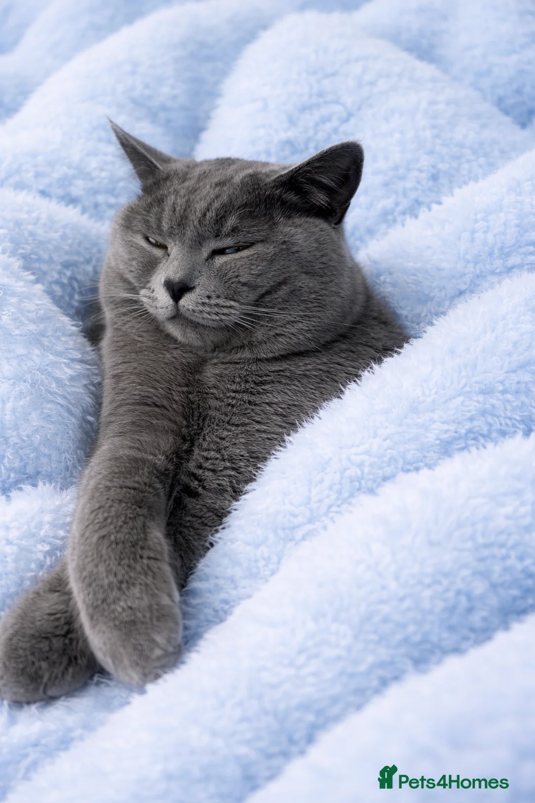 British Shorthair cats for stud: Limited Time British Shorthair Blue Stud Offer - Advert 2