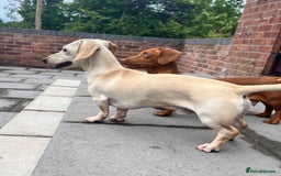 Miniature Dachshund dogs for sale: Kc registered miniature dachshunds  - Image 18