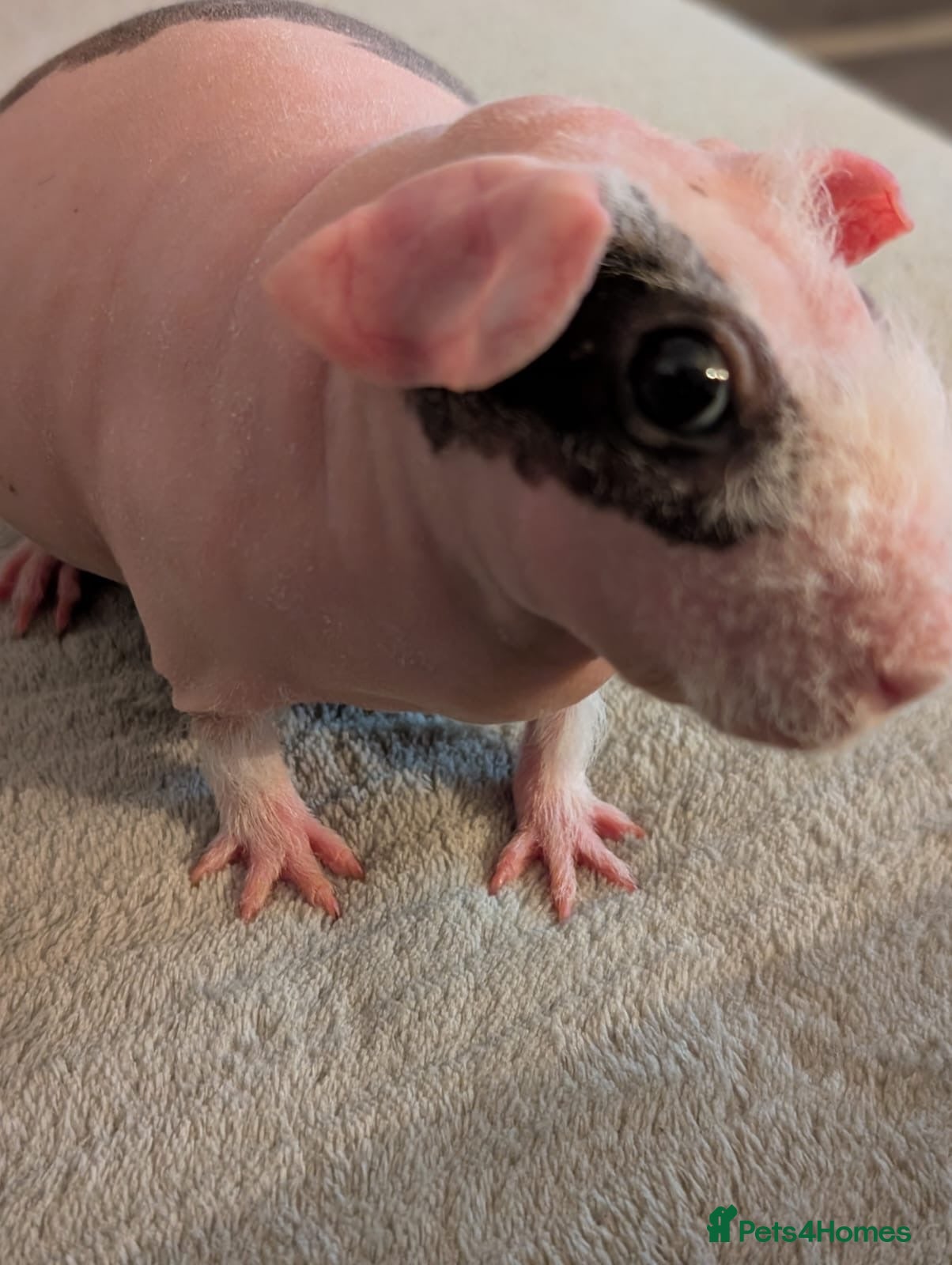 Guinea Pig rodents Skinny pig - Advert 12