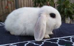 Mini Lop rabbits for sale: Gorgeous Mini lop babies looking for new homes - Image 8