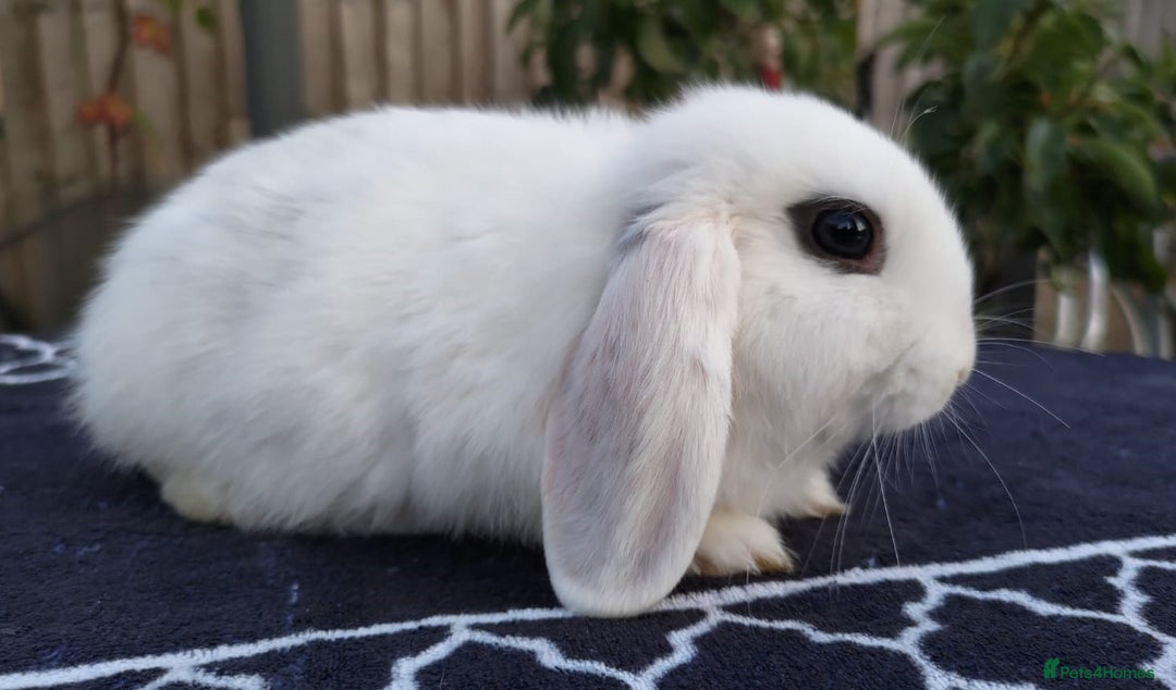 Mini Lop rabbits for sale: Gorgeous Mini lop babies looking for new homes - Image 8