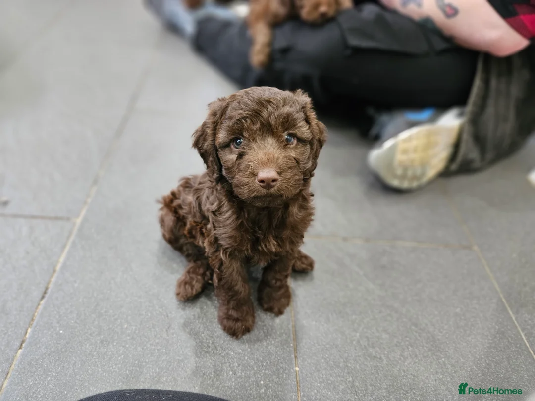 Cockapoo dogs for stud: DNA & BVA Heath Tested Chocolate Cockapoo STUD in Manchester - Advert 18