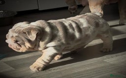 English Bulldog dogs for sale: Show-Stopping Lilac & Chocolate Merle Bulldog - Image 4