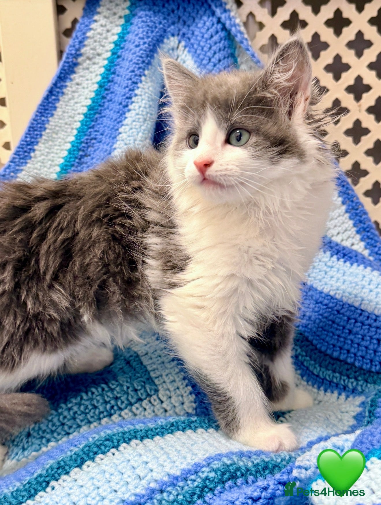 Maine Coon cats 💠 MAINE COON X RAGDOLL *PARENTS HEALTH TESTED* 💠 - Advert 1