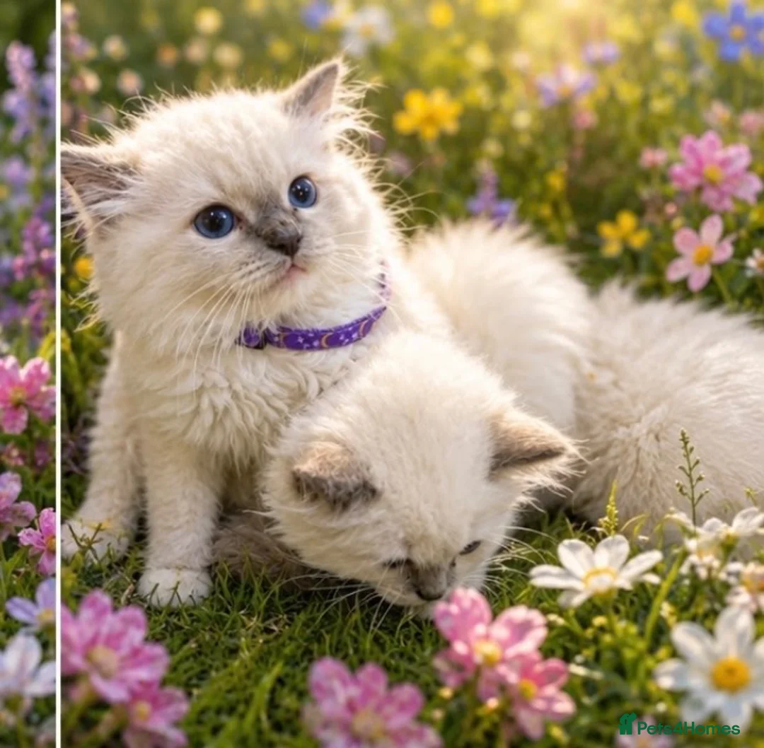 Ragdoll cats for sale: Ragdoll 1  - Advert 2