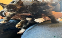 British Shorthair cats for sale: Beautiful Shorthair kittens - Image 1