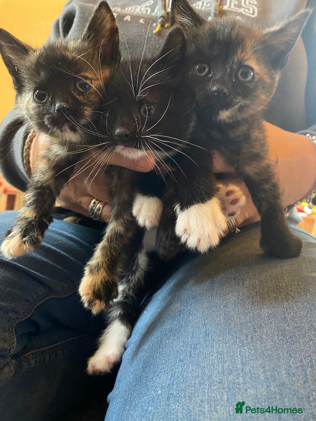 British Shorthair cats for sale: Beautiful Shorthair kittens - Image 1