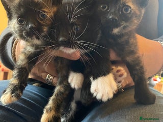 British Shorthair cats - Advert 13