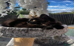 Ragcoon cats for sale: Beautiful ragcoon kittens - Image 28
