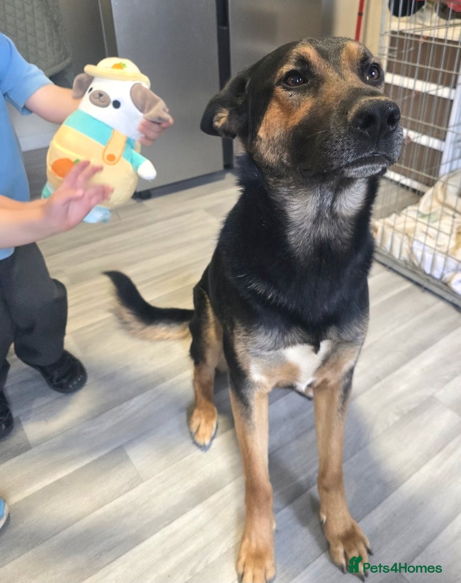 German Shepherd dogs German Shepherd Bruno - Advert 15