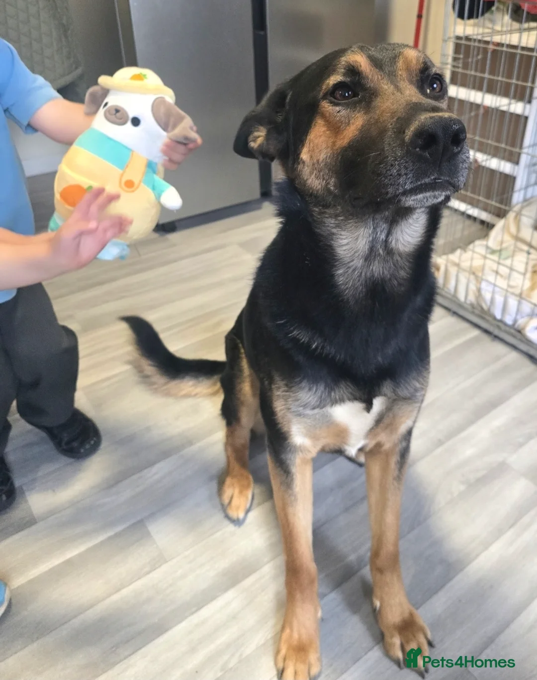 German Shepherd dogs for sale: German Shepherd Bruno - Advert 1