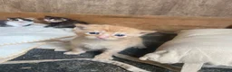 Mixed Breed cats for sale: 10 friendly kittens - Advert 7
