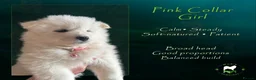 Samoyed dogs for sale: KC Registered Samoyeds from Proven Champion Lines - Advert 8