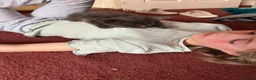 Mixed Breed cats for sale: Very friendly beautiful longhaired main coon cross - Advert 8