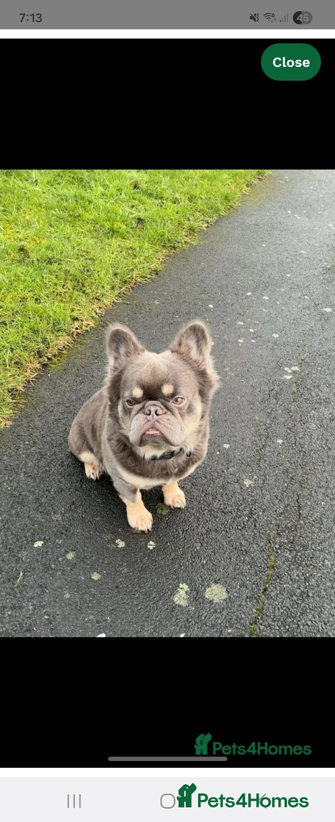 French Bulldog dogs for sale: Adorable Fremch bull dog puppies  in Stoke-on-Trent - Advert 22