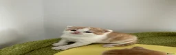 British Shorthair cats for sale: 🐻 Registered British Shorthair Kittens 🐻 - Advert 29