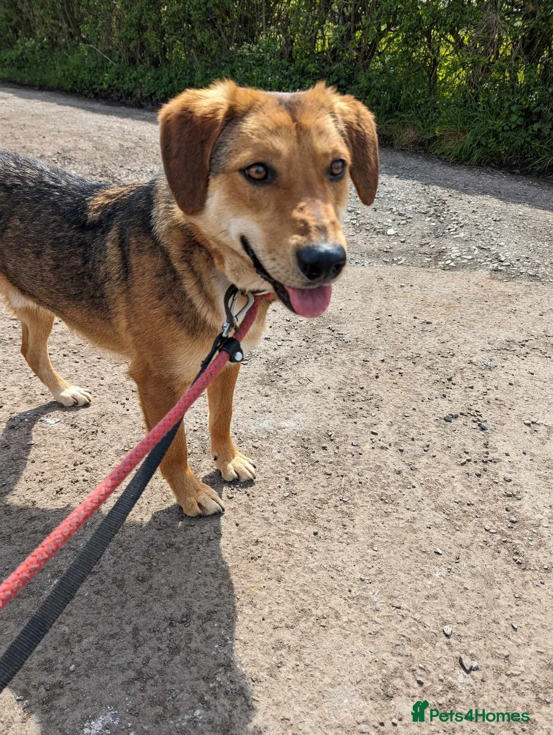 Mixed Breed dogs for adoption: Meet Shiloh, currently residing in Cheshire  in Nantwich - Advert 13