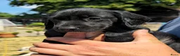 Springador dogs for sale: Springador - Advert 5