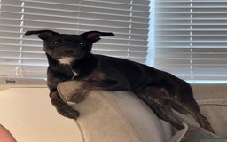 Mixed Breed dogs for sale: Gracie  - Image 3