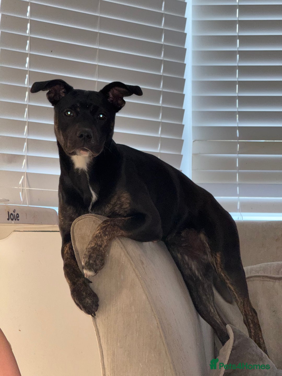 Mixed Breed dogs for sale: Gracie  - Image 3