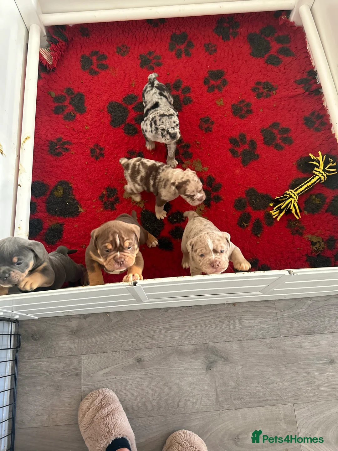 Olde English Bulldogge dogs for stud: 💥olde English bulldogge stud💥 in Rotherham - Advert 14