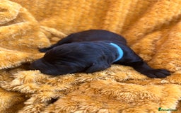 Bernedoodle dogs for sale: F1B Bernedoodle Puppies - Image 6
