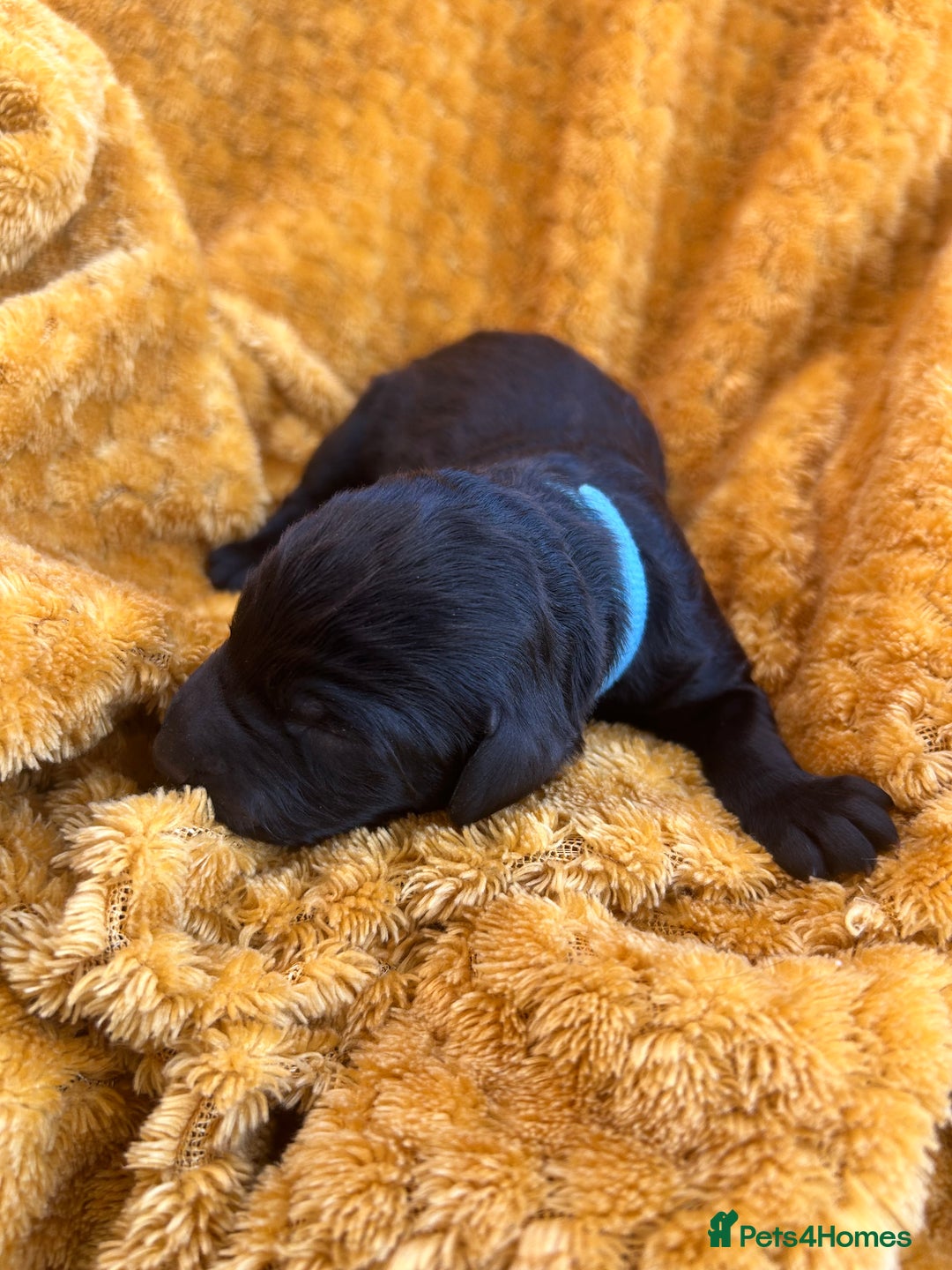 Bernedoodle dogs for sale: F1B Bernedoodle Puppies - Image 6