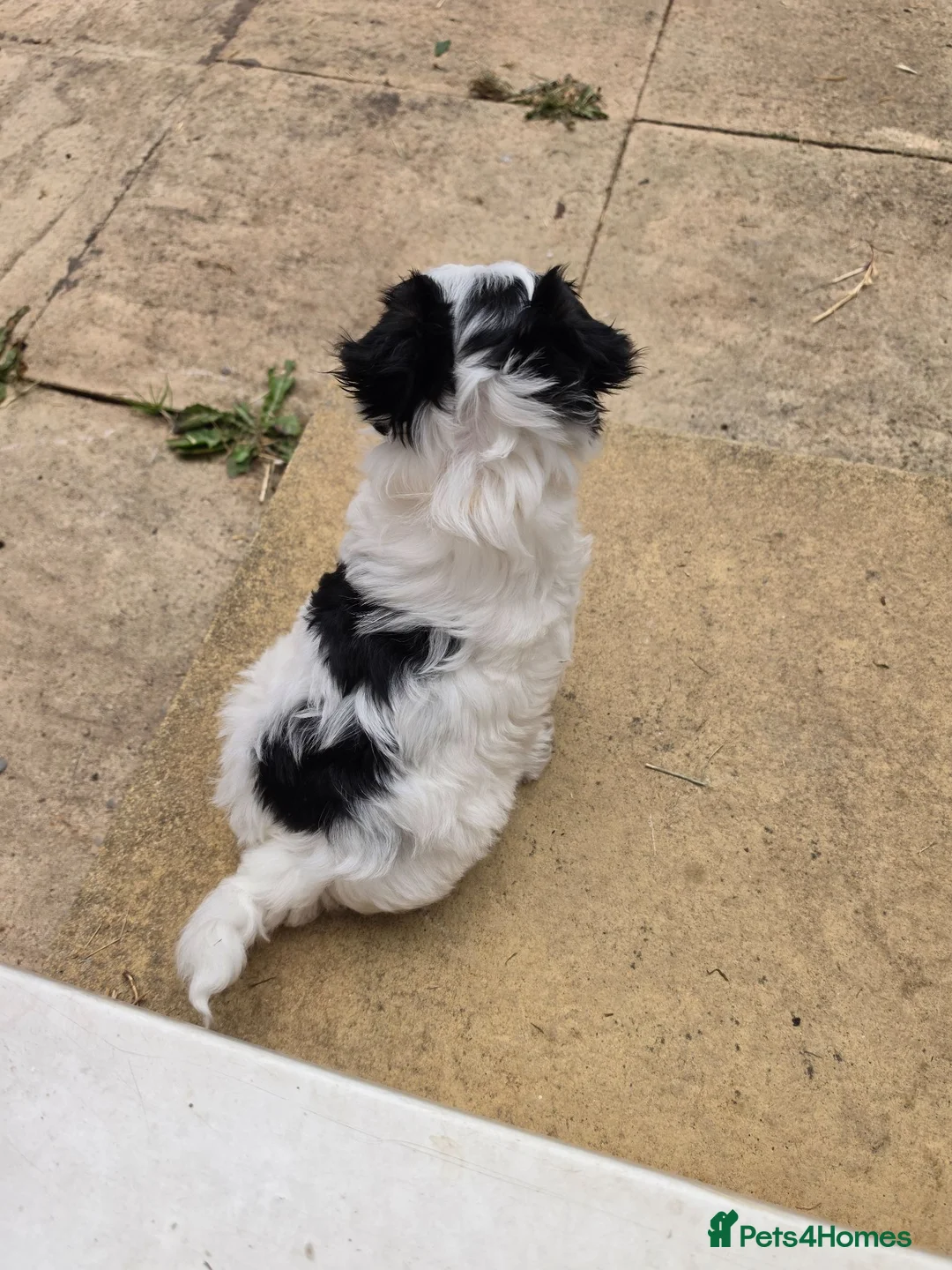 Biewer Terrier dogs for sale: READY TO GO Girl  Beautiful Biewer Terriers - Advert 2