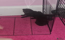 British Longhair cats for sale: Kitten - Image 8