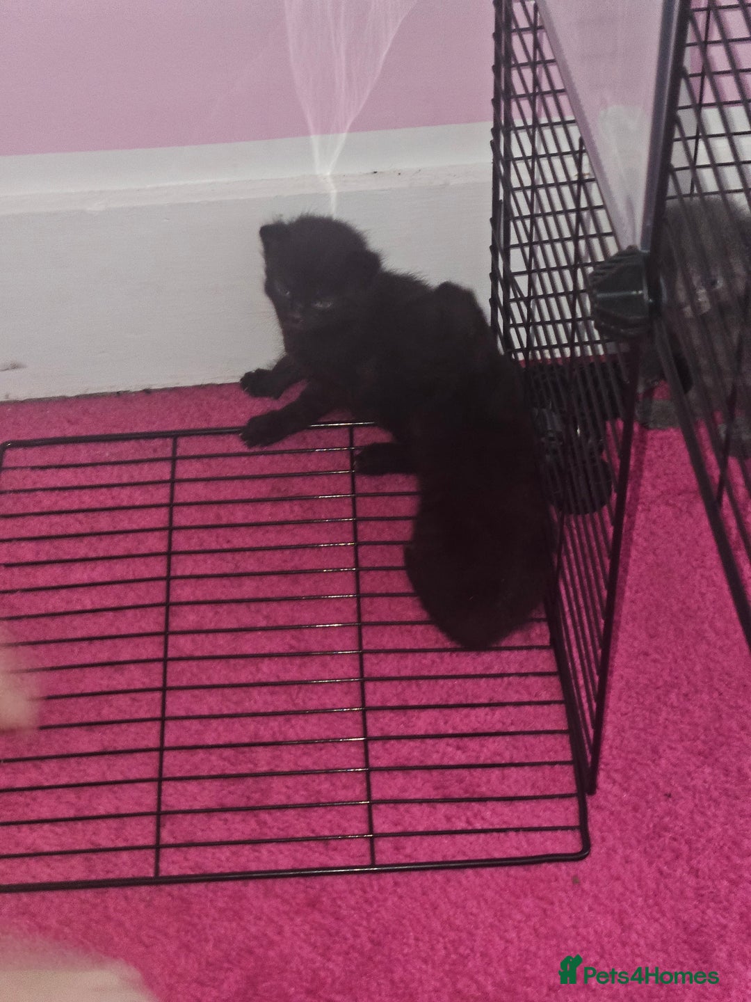 British Longhair cats for sale: Kitten - Image 8