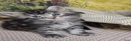 Maine Coon cats for sale: Maine Coon - Advert 6