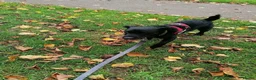 Mixed Breed dogs for adoption: 💙🐶 JAKE - Young Patterdale cross boy 🐶💙 in Wolverhampton - Advert 2