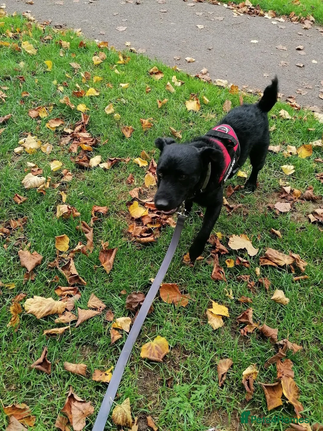 Mixed Breed dogs for adoption: 💙🐶 JAKE - Young Patterdale cross boy 🐶💙 in Wolverhampton - Advert 2