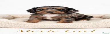 Cockapoo 2