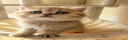 British Shorthair cats for sale: GOLDEN BSH KITTENS AVAILABLE FOR RESERVATION - Advert 5