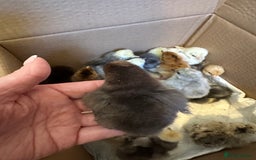 Chickens poultry for sale: Chicks silkie polish pekin hybrids pure breeds  - Image 8