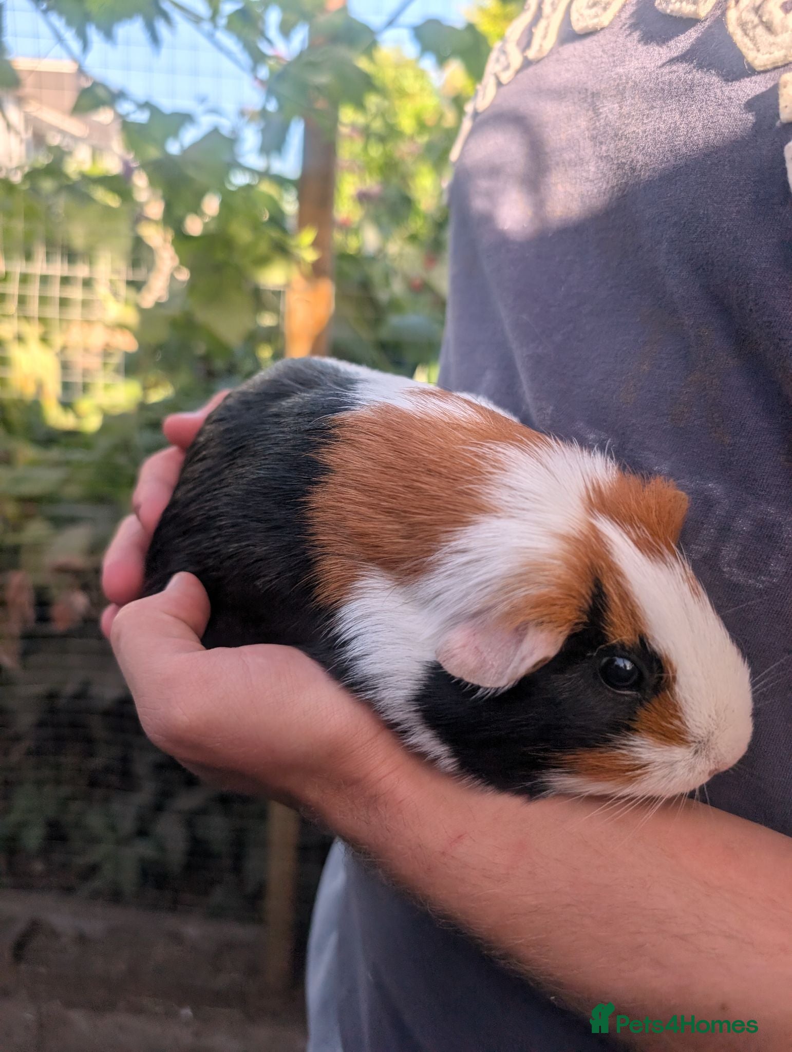 Guinea Pig rodents Female guinea pig tricolour  - Advert 3