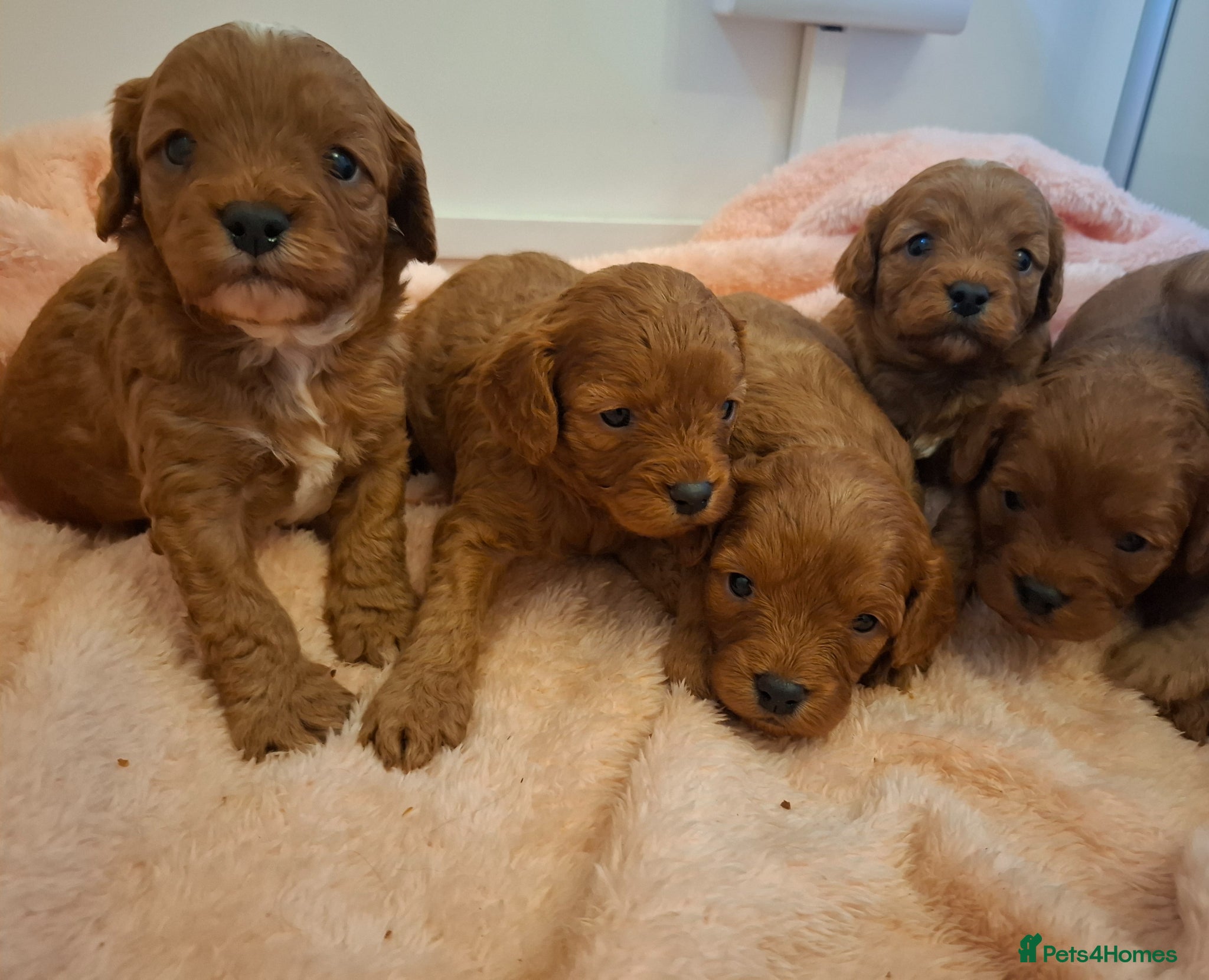 Cavapoo dogs Toy cavapoo puppies.Health tested red/champagne - Advert 12