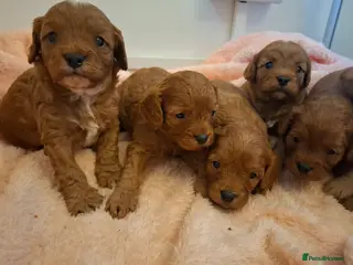 Cavapoo dogs Toy cavapoo puppies.Health tested red/champagne - Advert 12